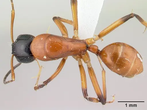 Camponotus pulcher - CASENT0191639