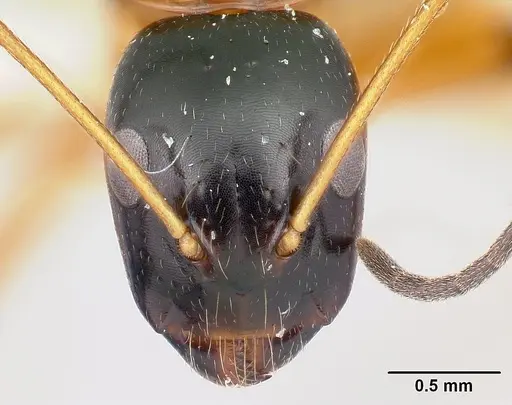 Camponotus pulcher - CASENT0191639