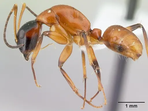 Camponotus pulcher - CASENT0191639