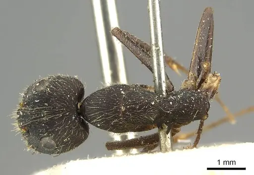 Camponotus pullatus specimen
