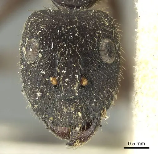 Camponotus pullatus specimen