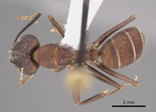 Camponotus pullatus - CASENT0923546