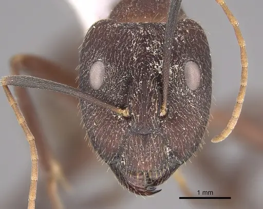 Camponotus pullatus - CASENT0923546