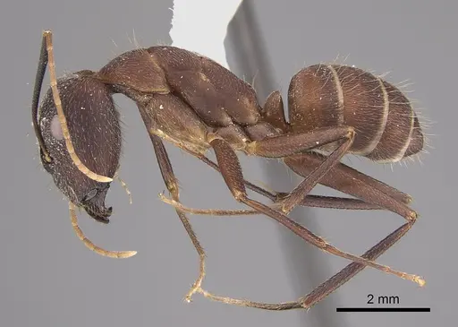 Camponotus pullatus - CASENT0923546
