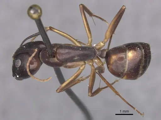 Camponotus pulvinatus specimen