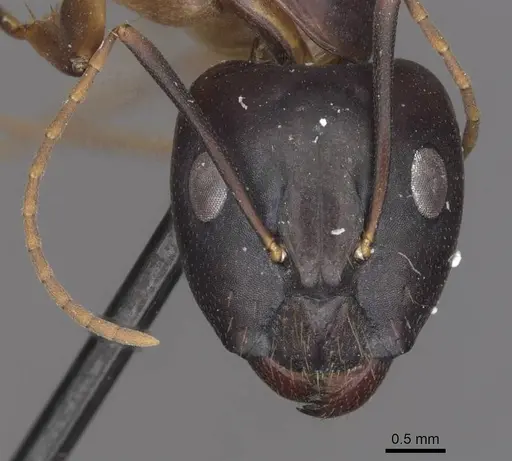 Camponotus pulvinatus specimen