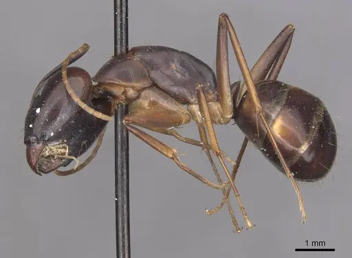 Camponotus pulvinatus specimen