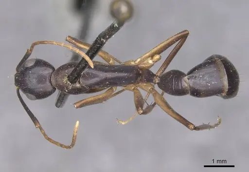 Camponotus pulvinatus - CASENT0910073