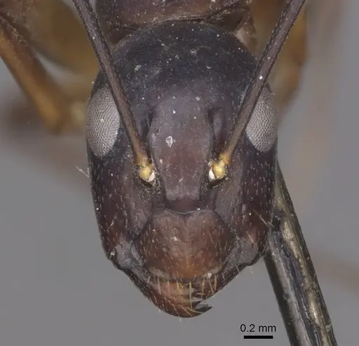 Camponotus pulvinatus - CASENT0910073