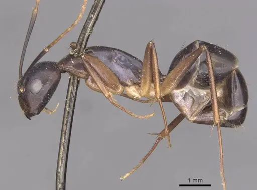 Camponotus pulvinatus - CASENT0910073