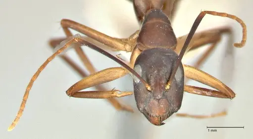 Camponotus pulvinatus - FOCOL2370