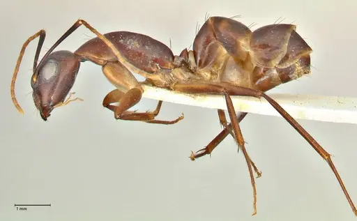 Camponotus pulvinatus - FOCOL2370