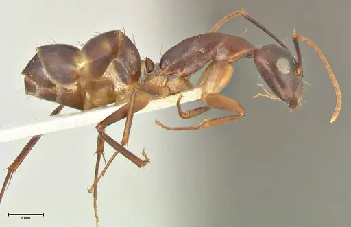 Camponotus pulvinatus - FOCOL2370