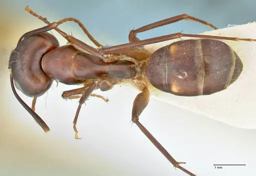 Camponotus pulvinatus - FOCOL2371