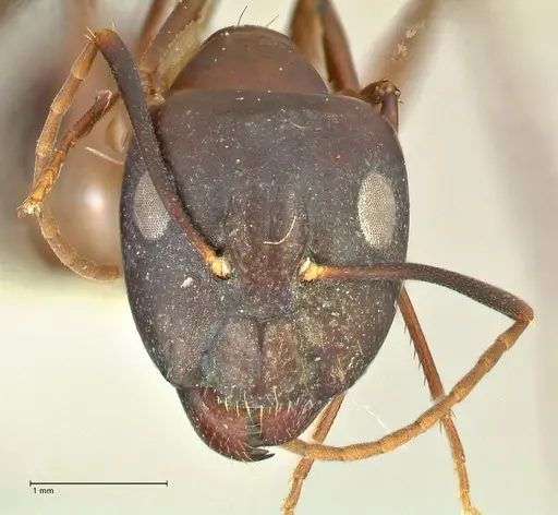 Camponotus pulvinatus - FOCOL2371
