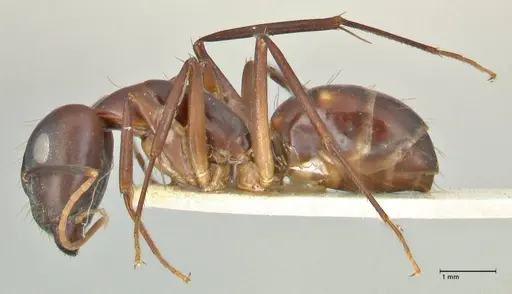 Camponotus pulvinatus - FOCOL2371