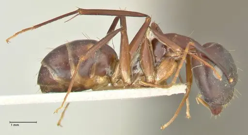 Camponotus pulvinatus - FOCOL2371