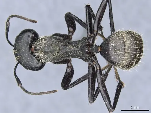 Camponotus punctatissimus specimen