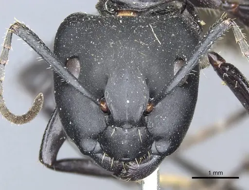 Camponotus punctatissimus specimen