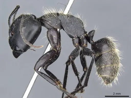 Camponotus punctatissimus specimen