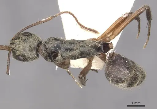 Camponotus punctatus specimen