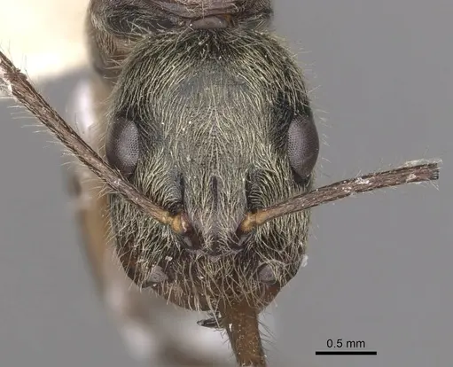 Camponotus punctatus specimen