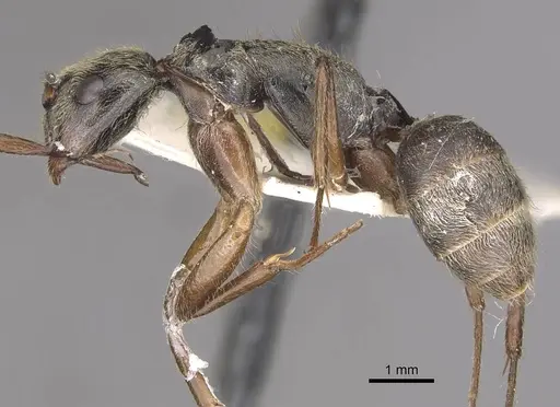 Camponotus punctatus specimen