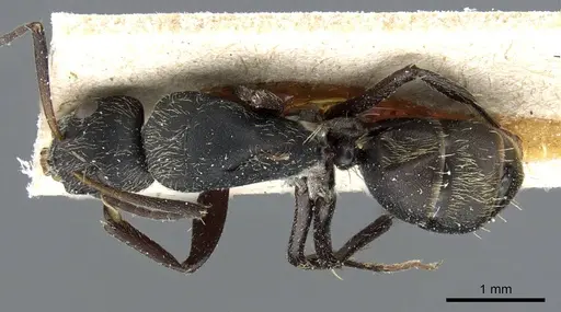 Camponotus punctiventris specimen