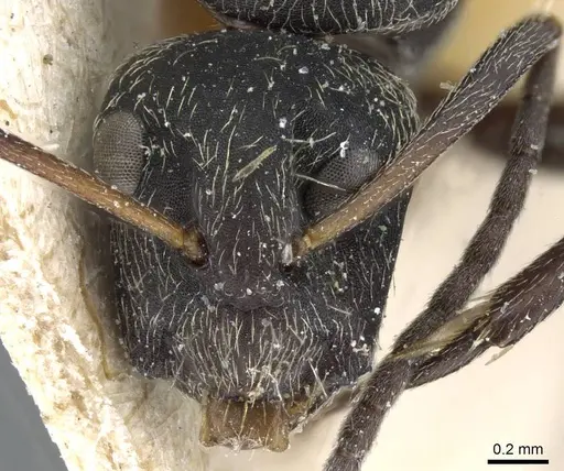 Camponotus punctiventris specimen