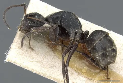 Camponotus punctiventris specimen