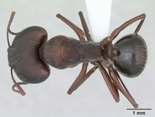 Camponotus punctulatus specimen