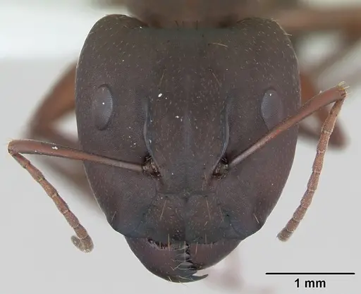 Camponotus punctulatus specimen