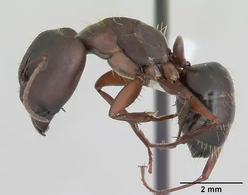 Camponotus punctulatus specimen