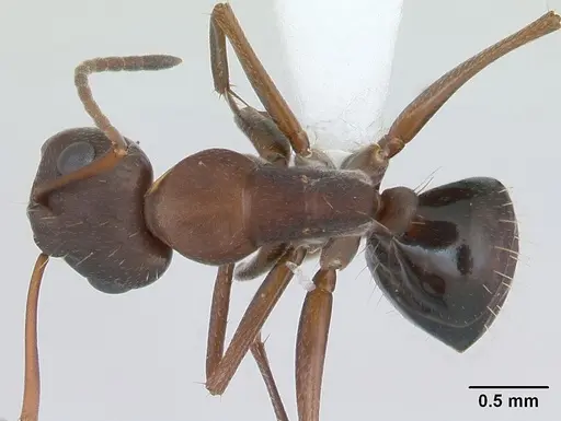Camponotus punctulatus - CASENT0173438