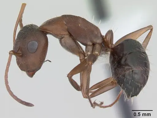 Camponotus punctulatus - CASENT0173438