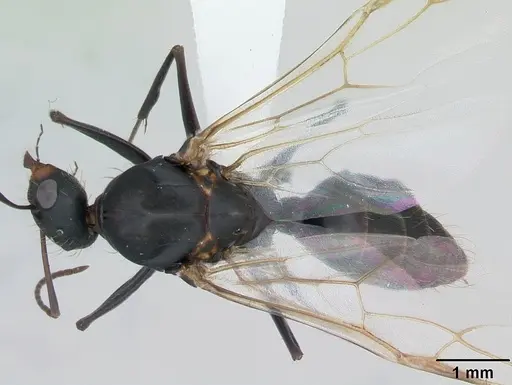 Camponotus punctulatus - CASENT0173439