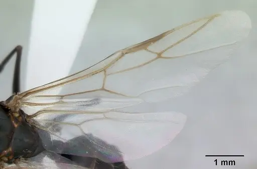 Camponotus punctulatus - CASENT0173439