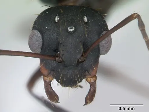 Camponotus punctulatus - CASENT0173439