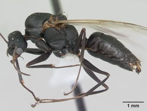 Camponotus punctulatus - CASENT0173439