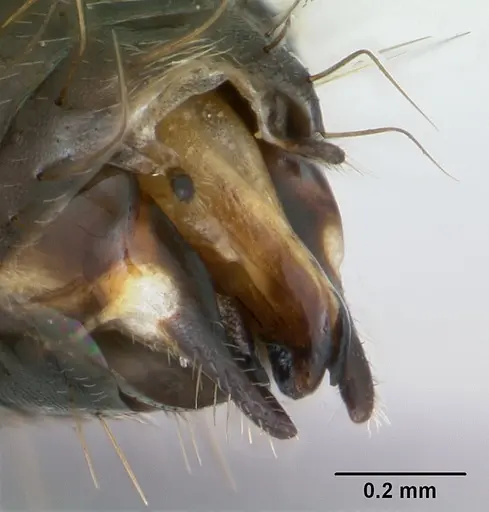 Camponotus punctulatus - CASENT0173439