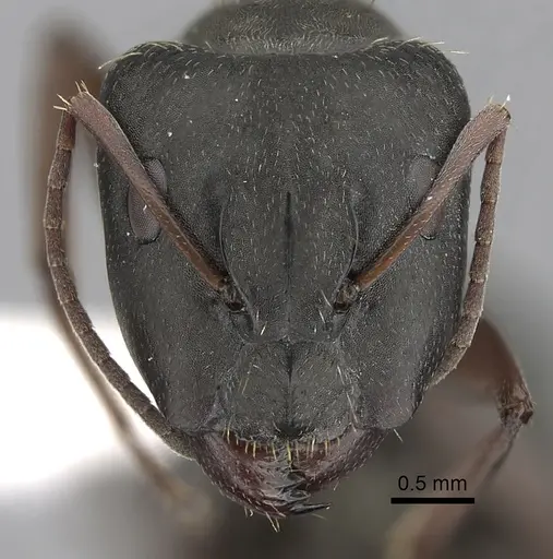 Camponotus punctulatus - CASENT0280060