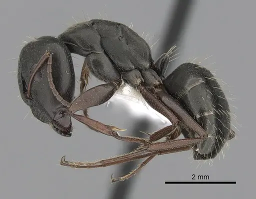 Camponotus punctulatus - CASENT0280060