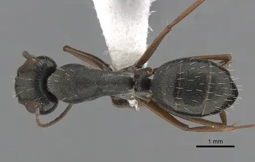 Camponotus punctulatus - CASENT0280061