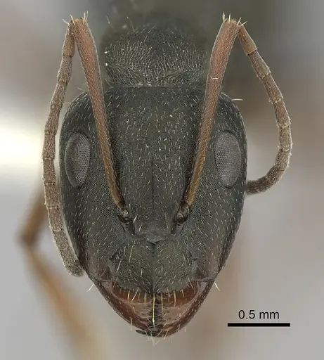 Camponotus punctulatus - CASENT0280061