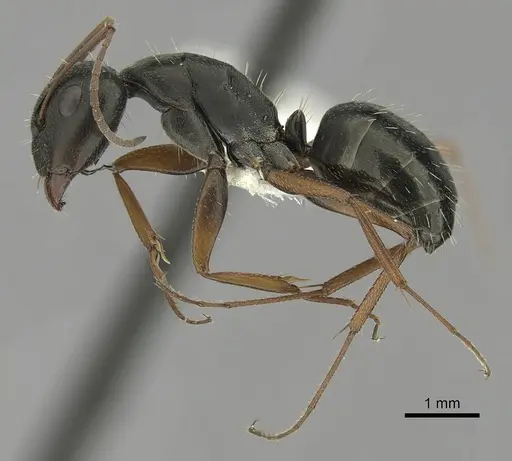 Camponotus punctulatus - CASENT0280061
