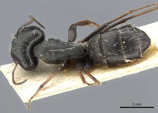 Camponotus punctulatus - CASENT0905213