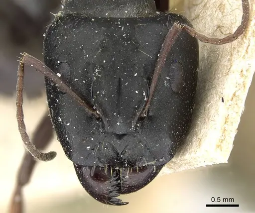 Camponotus punctulatus - CASENT0905213