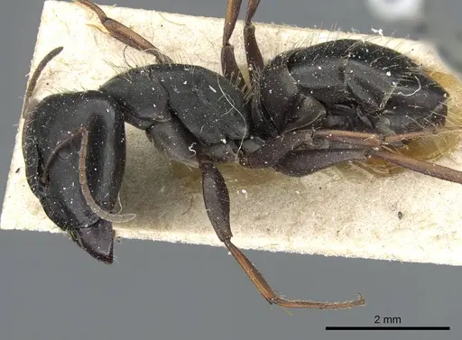 Camponotus punctulatus - CASENT0905213