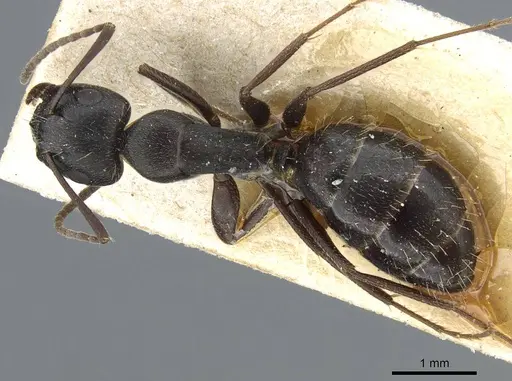 Camponotus punctulatus - CASENT0905214