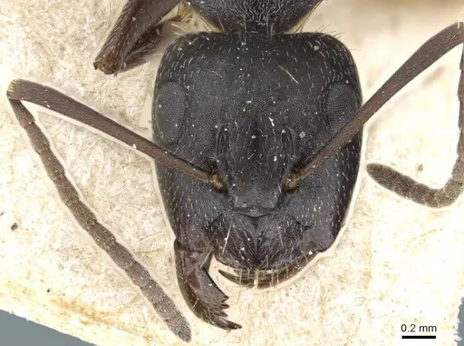 Camponotus punctulatus - CASENT0905214